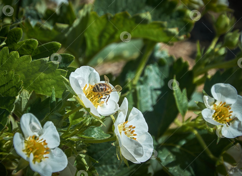 Скачать Пчела сидит на белом цветке земляники фотосток Ozero