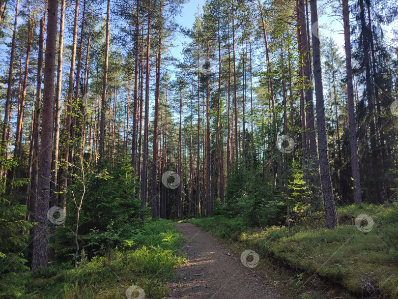 Скачать тропа в солнечном лесу фотосток Ozero