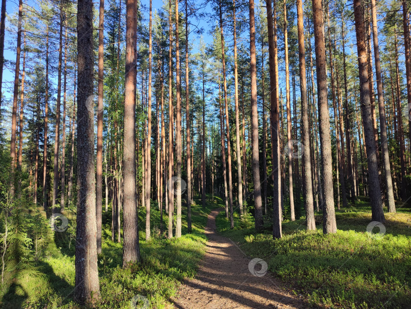 Скачать тропа в солнечном лесу. солнечный день фотосток Ozero