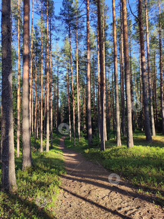 Скачать тропа в солнечном лесу фотосток Ozero