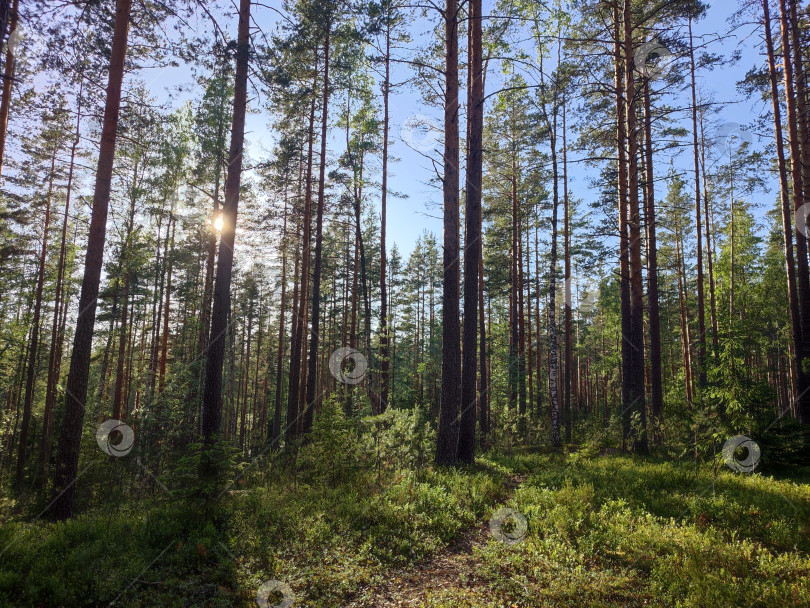 Скачать тропа в солнечном лесу фотосток Ozero