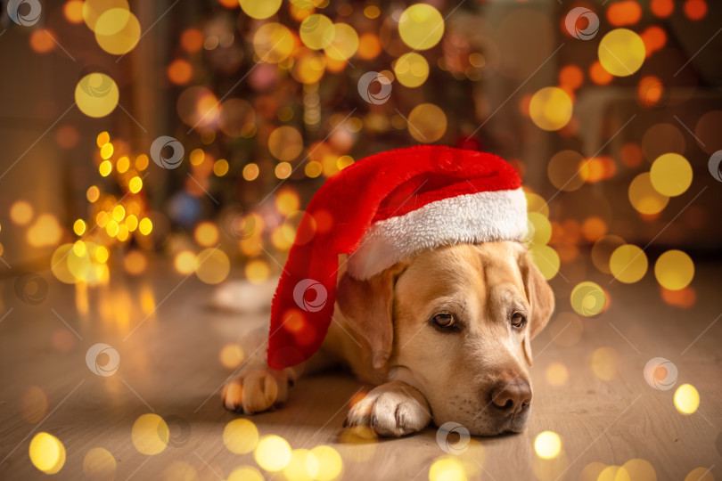 Скачать милый забавный пес лабрадор в шапке Санта-Клауса, гном на фоне рождественской елки. рождественские огни, рождественская поздравительная открытка фотосток Ozero