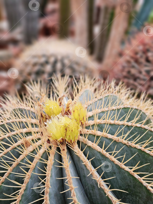 Скачать Красивые золотисто-желтые цветы бочкообразного кактуса Ferocactus glaucescens. фотосток Ozero