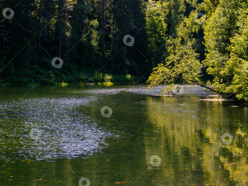 Скачать Уединенное озеро среди леса фотосток Ozero