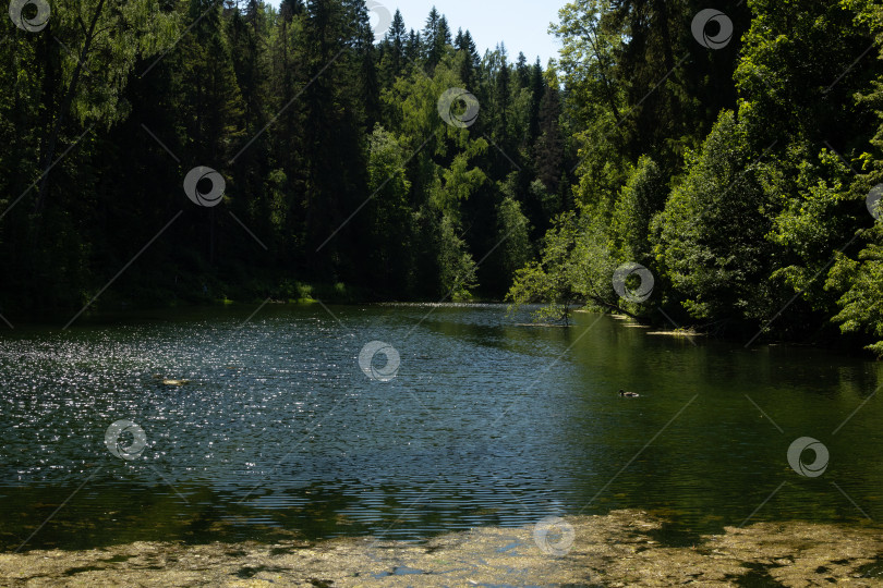 Скачать Солнечный день на лесном озере фотосток Ozero