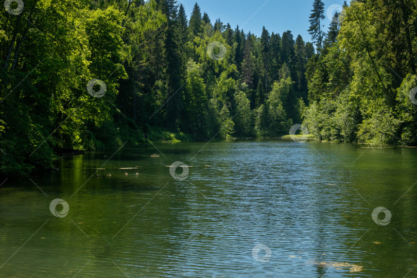 Скачать Тихий лесной водоем в солнечный день фотосток Ozero