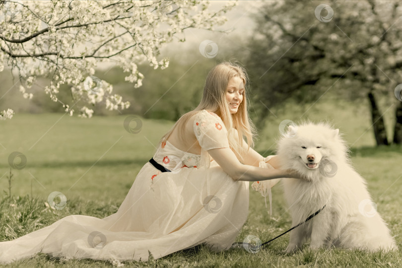 Скачать Молодая красивая блондинка в длинном белом платье с домашней белой пушистой собакой самоедской хаски позирует возле цветущей вишни в весеннем саду, живописный пейзаж фотосток Ozero