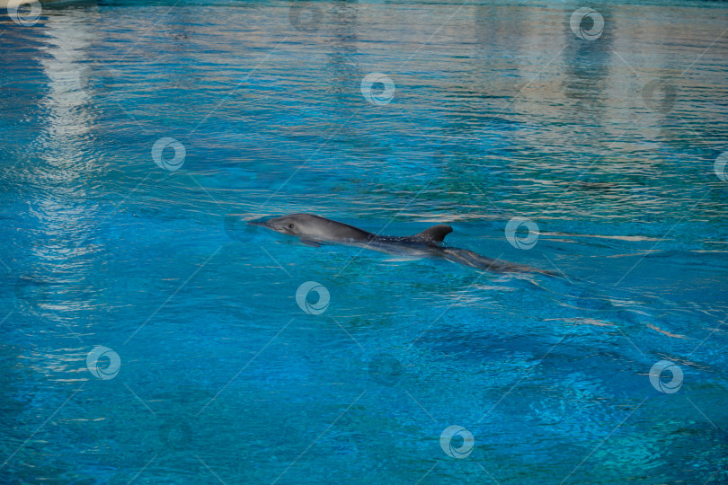 Скачать Дельфин плавает в кристально чистых голубых водах дельфинария. фотосток Ozero