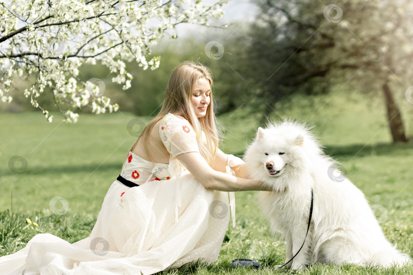 Скачать Молодая красивая блондинка в длинном белом платье с домашней белой пушистой собакой самоедской хаски позирует возле цветущей вишни в весеннем саду, живописный пейзаж фотосток Ozero