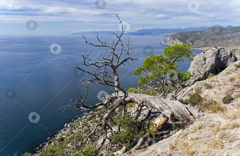 Скачать Высохшая реликтовая сосна на утесе над морем. фотосток Ozero