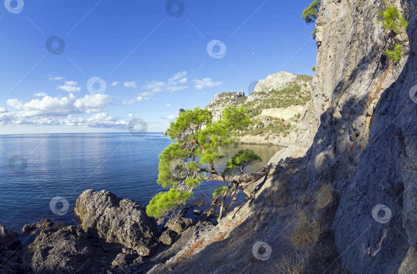 Скачать Реликтовая сосна на горной тропинке над морем. Крым. фотосток Ozero