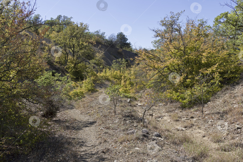 Скачать Тропинка в небольшом лесном овраге. фотосток Ozero