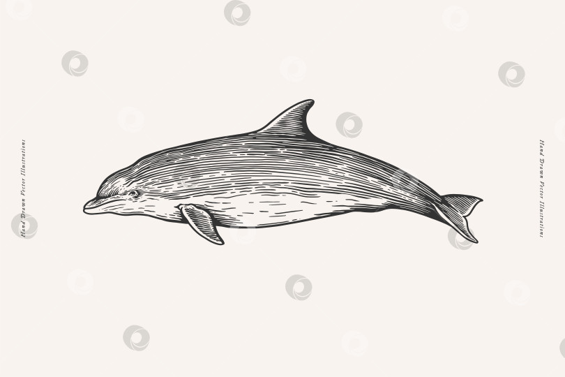 Скачать Нарисованное от руки изображение дельфина. Океанское животное на светлом фоне. Векторная иллюстрация в стиле винтажной гравюры для вашего дизайна. фотосток Ozero