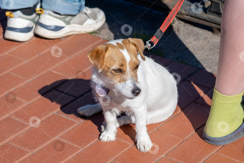 Скачать щенок на набережной в городе рядом со своим хозяином. Выборочное внимание. фотосток Ozero