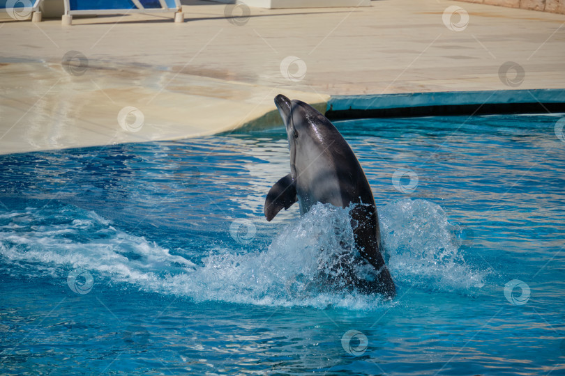 Скачать Анталия, Аланья, Махалле Тюрклер, Турция - 02 июня 2024 года: Дельфин выпрыгивает из кристально чистых голубых вод дельфинария. фотосток Ozero
