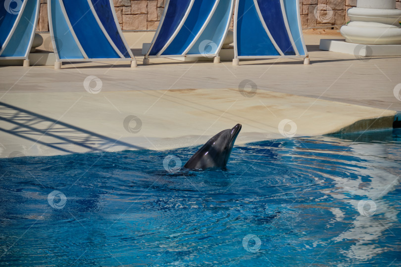 Скачать Анталия, Аланья, Махалле Тюрклер, Турция - 02 июня 2024 года: Дельфин плавает в кристально чистых голубых водах дельфинария. фотосток Ozero