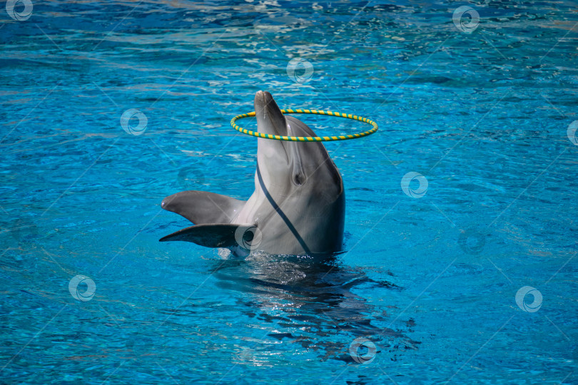 Скачать Анталия, Аланья, Махалле Тюрклер, Турция - 02 июня 2024 года: Дельфин крутит обруч на носу. фотосток Ozero