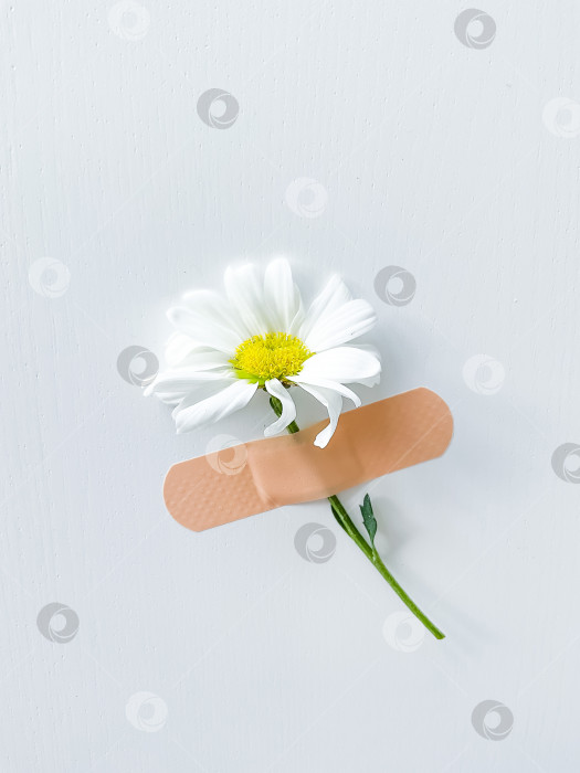 Скачать Красивый цветок ромашки с лейкопластырем на белом фоне фотосток Ozero