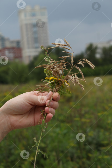 Скачать Сухоцветы в руке фотосток Ozero