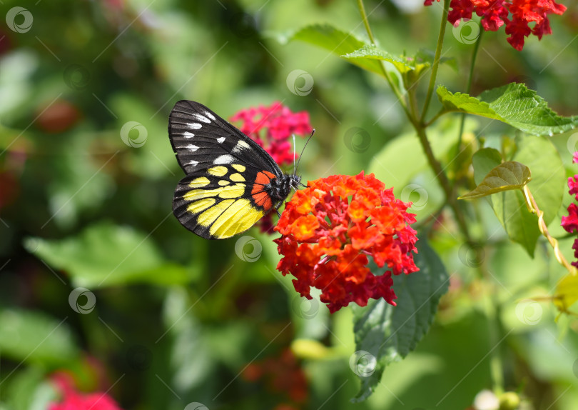 Скачать Бабочка Делиас хеннингия, или малайская Иезавель, на цветах Лантана камара красная (обыкновенная лантана), растущих в Далате, Вьетнам фотосток Ozero
