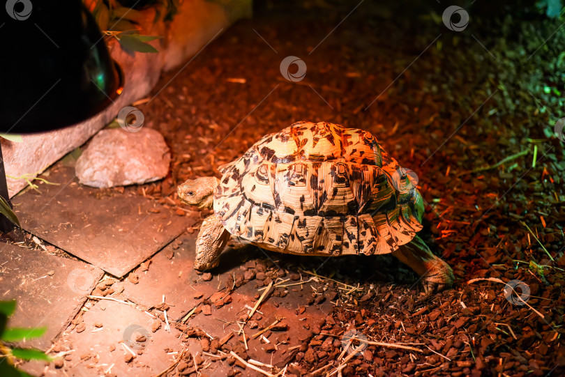 Скачать Леопардовая черепаха (Stigmochelys pardalis) в Таиланде фотосток Ozero