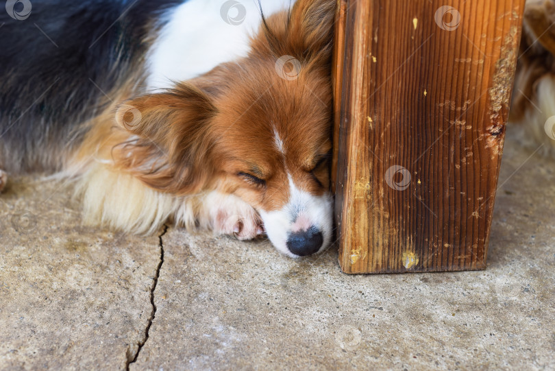 Скачать умиротворенная собака отдыхает под лучами солнца с закрытыми глазами фотосток Ozero