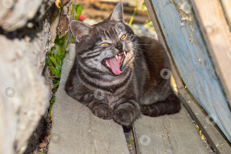 Скачать Снаружи лежит зевающий серый кот фотосток Ozero