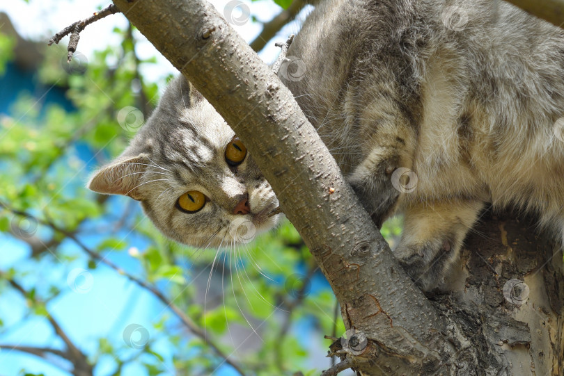 Скачать Серая кошка забирается на дерево и смотрит в камеру фотосток Ozero