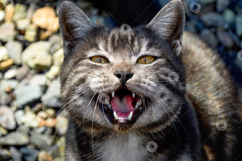 Скачать Портрет годовалой черной кошки с серыми полосками, которая мяукает и просит еды фотосток Ozero