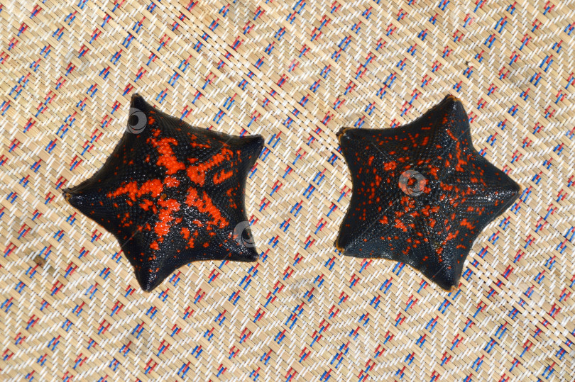 Скачать Две черные и красные морские звезды Patiria pectinifera из Японского моря, Россия фотосток Ozero