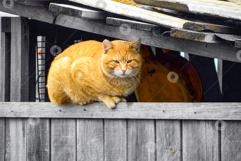 Скачать Уличный толстый рыжий кот, лежащий на заборе фотосток Ozero