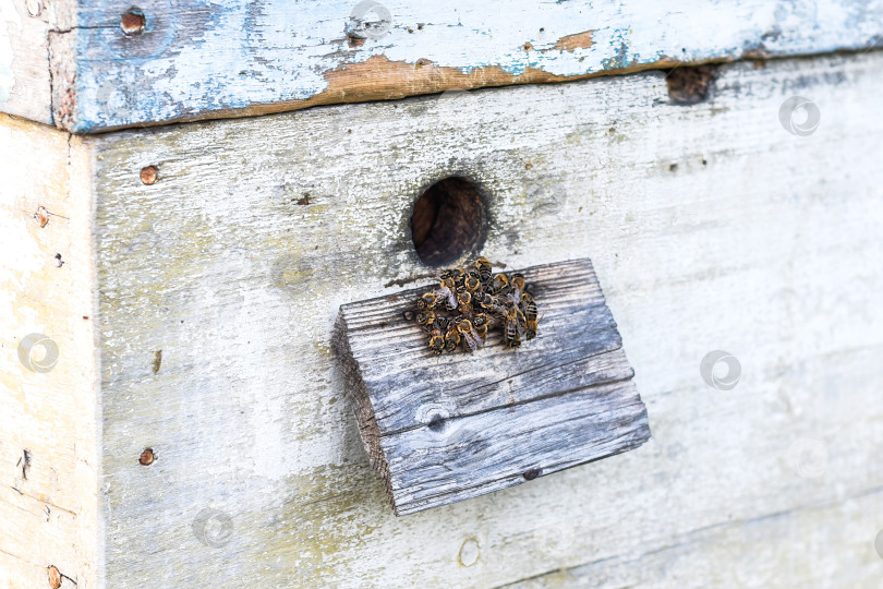 Скачать Вход в пчелиный улей с пчелами фотосток Ozero