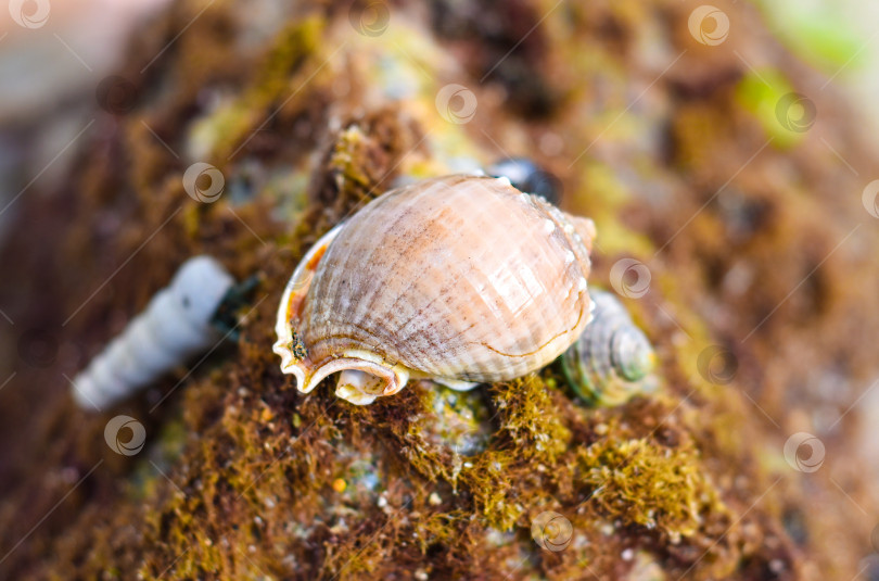 Скачать Морские ракушки Южно-Китайского моря Вьетнама фотосток Ozero