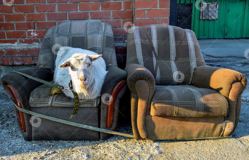 Скачать Два старых потертых уродливых кресла с лежащим на них белым безрогим козлом в центре города Владивосток, Россия фотосток Ozero