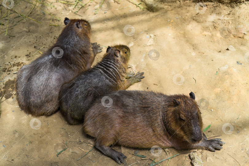 Скачать Семейство капибар, лежащих вместе в зоопарке во Вьетнаме фотосток Ozero