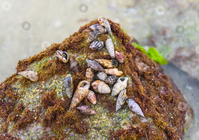 Скачать Морские ракушки Южно-Китайского моря Вьетнама фотосток Ozero