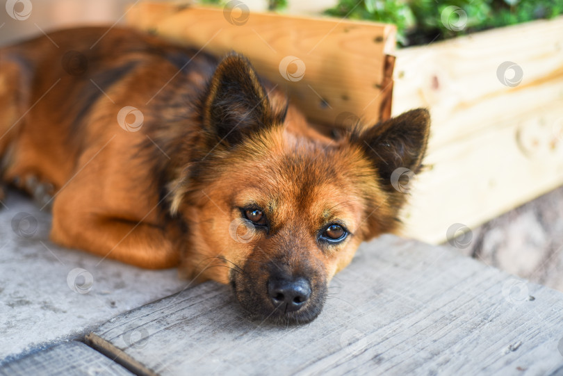 Скачать умиротворенная собака лежит под лучами солнца и смотрит в камеру фотосток Ozero