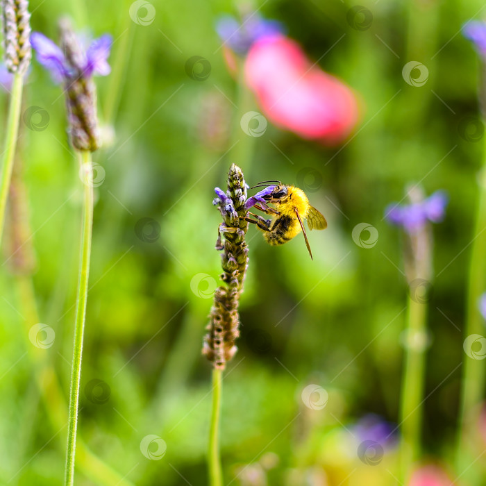 Скачать шмель опыляет цветок осенним днем фотосток Ozero