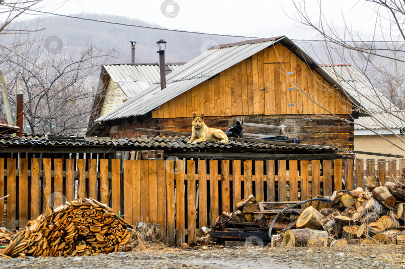 Скачать Желтая собака лежит и отдыхает на крыше сарая в снежный весенний день рядом с распиленными дровами и поленьями фотосток Ozero