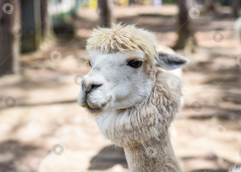 Скачать Портрет забавной ламы с бахромой в зоопарке фотосток Ozero