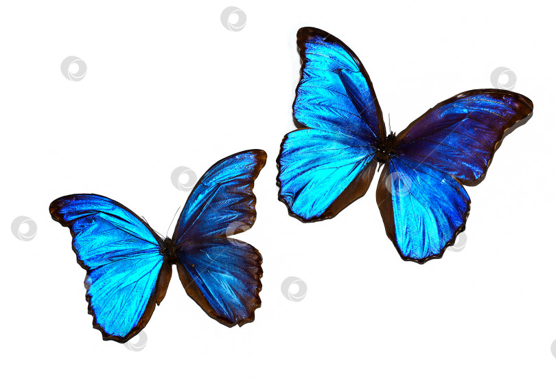 Скачать Бабочки Morpho anaxibia и Papilio galienus на белом фоне фотосток Ozero