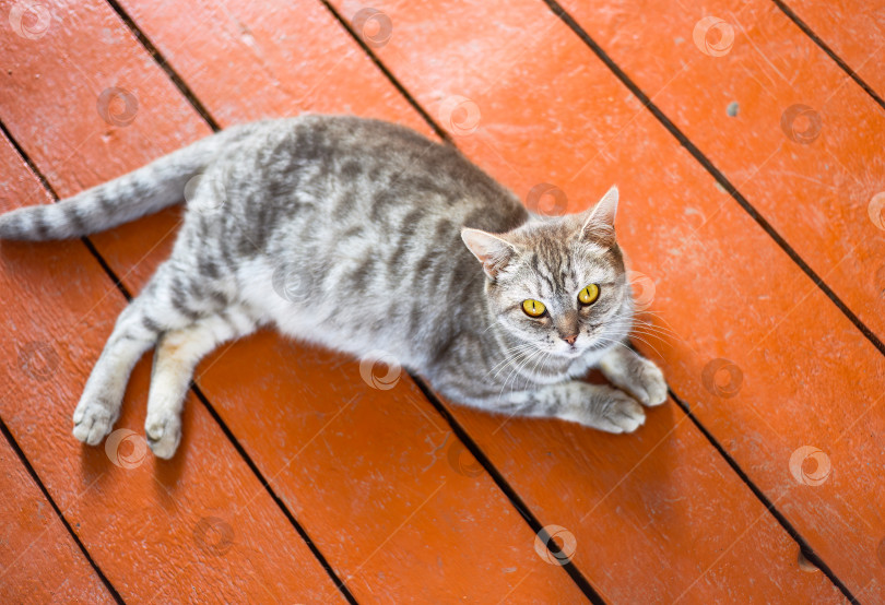 Скачать Беременная серая кошка перед родами фотосток Ozero
