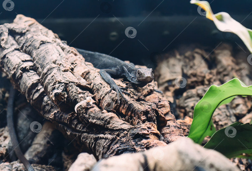 Скачать Варанус беккарийский (Varanus beccarii) или вьюнок Беккари в Таиланде фотосток Ozero