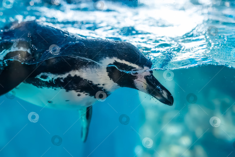 Скачать Пингвин Гумбольдта (Spheniscus humboldti), плавающий под водой фотосток Ozero