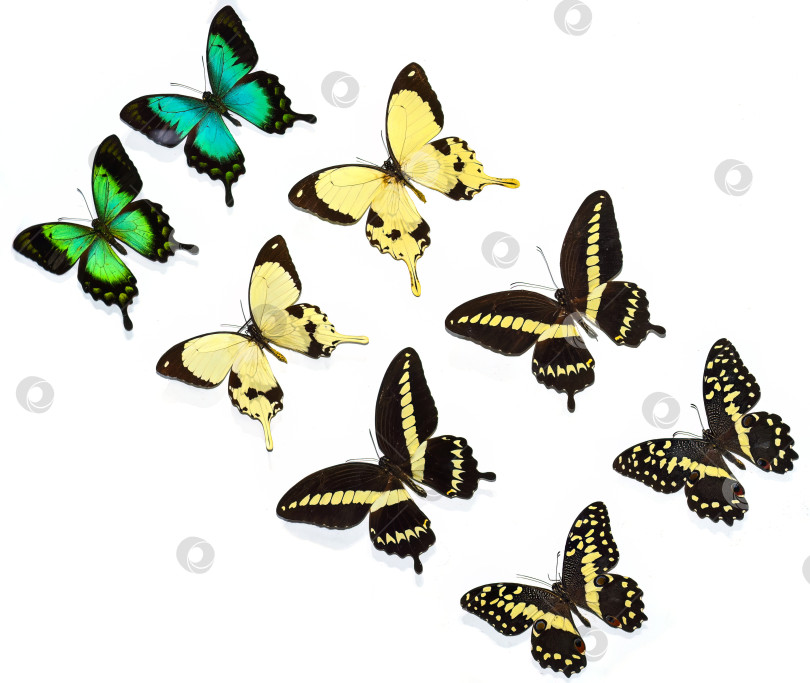 Скачать Изолированные бабочки Papilio dardanus, Papilio gigon, Papilio demodocus фотосток Ozero
