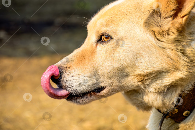 Скачать Портрет лижущейся светло-коричневой собаки. вид сбоку крупным планом фотосток Ozero