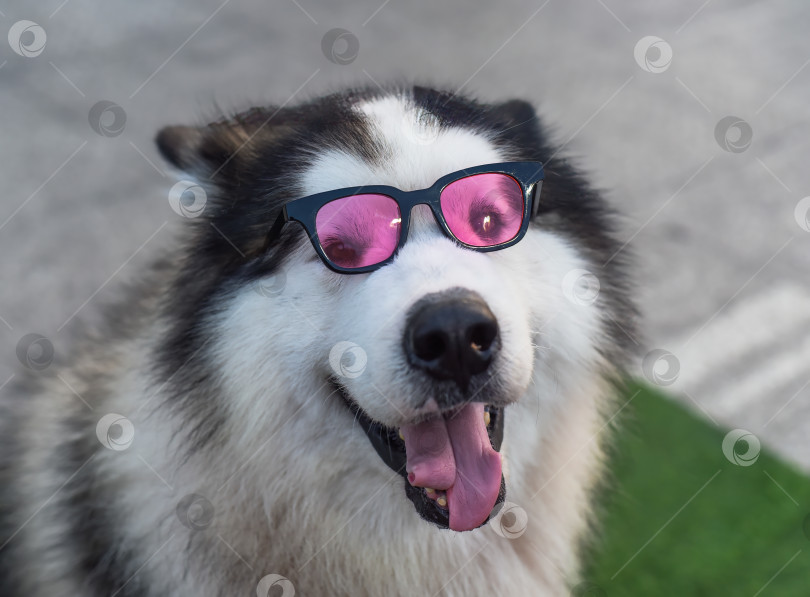Скачать Забавный пес хаски в солнцезащитных очках сидит во Вьетнаме, Далат фотосток Ozero