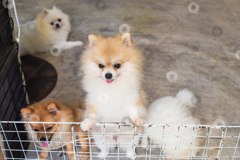 Скачать Множество померанских шпицев в зоокафе с собаками во Вьетнаме фотосток Ozero