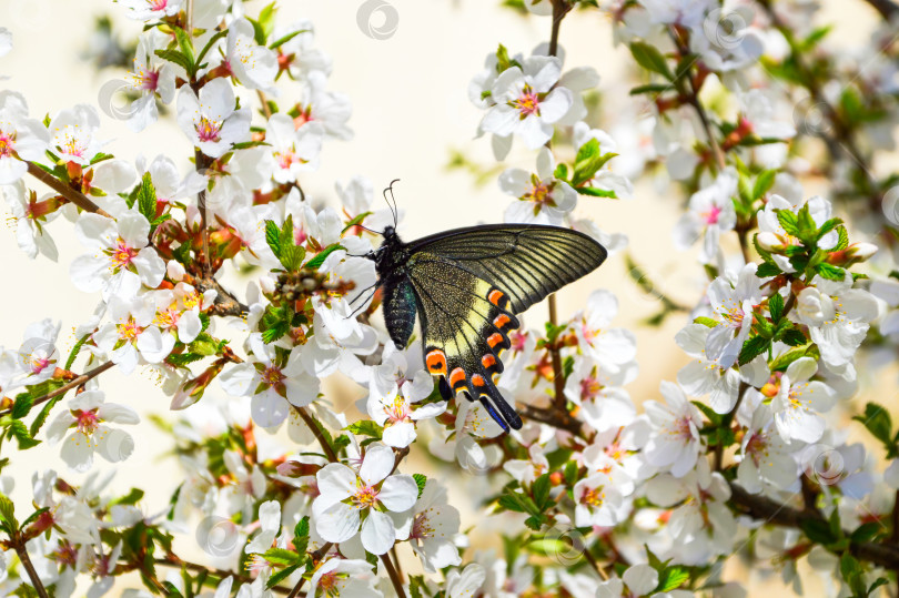 Скачать Бабочка-махаон на цветущей весенней ветке вишни фотосток Ozero