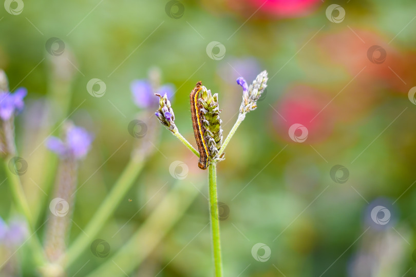 Скачать гусеница ползет по фиолетовому цветку фотосток Ozero